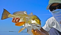 Islamorada Fishing Charter Boat Listings in the Florida Keys Out Of The Blue Charters in Tavernier FL