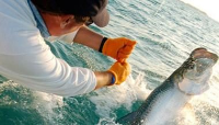 Islamorada Fishing Charter Boat Listings in the Florida Keys Bamboo Charters in Tavernier FL